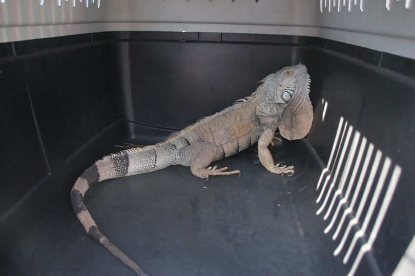 Bodrum’da iguana alarmı
