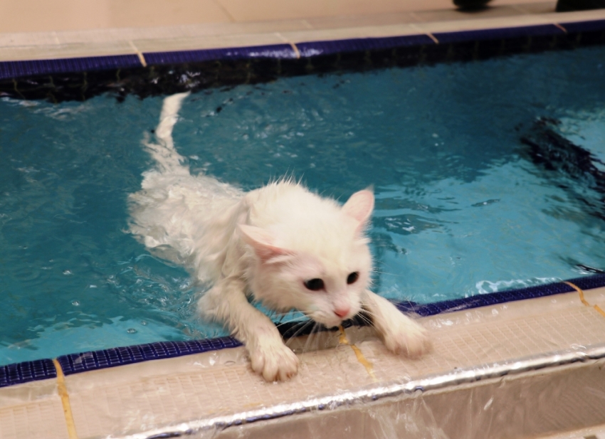 Van kedileri artık yüzebilecek