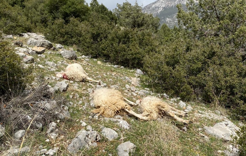Sürüye saldıran kurt 13 koyunu telef etti