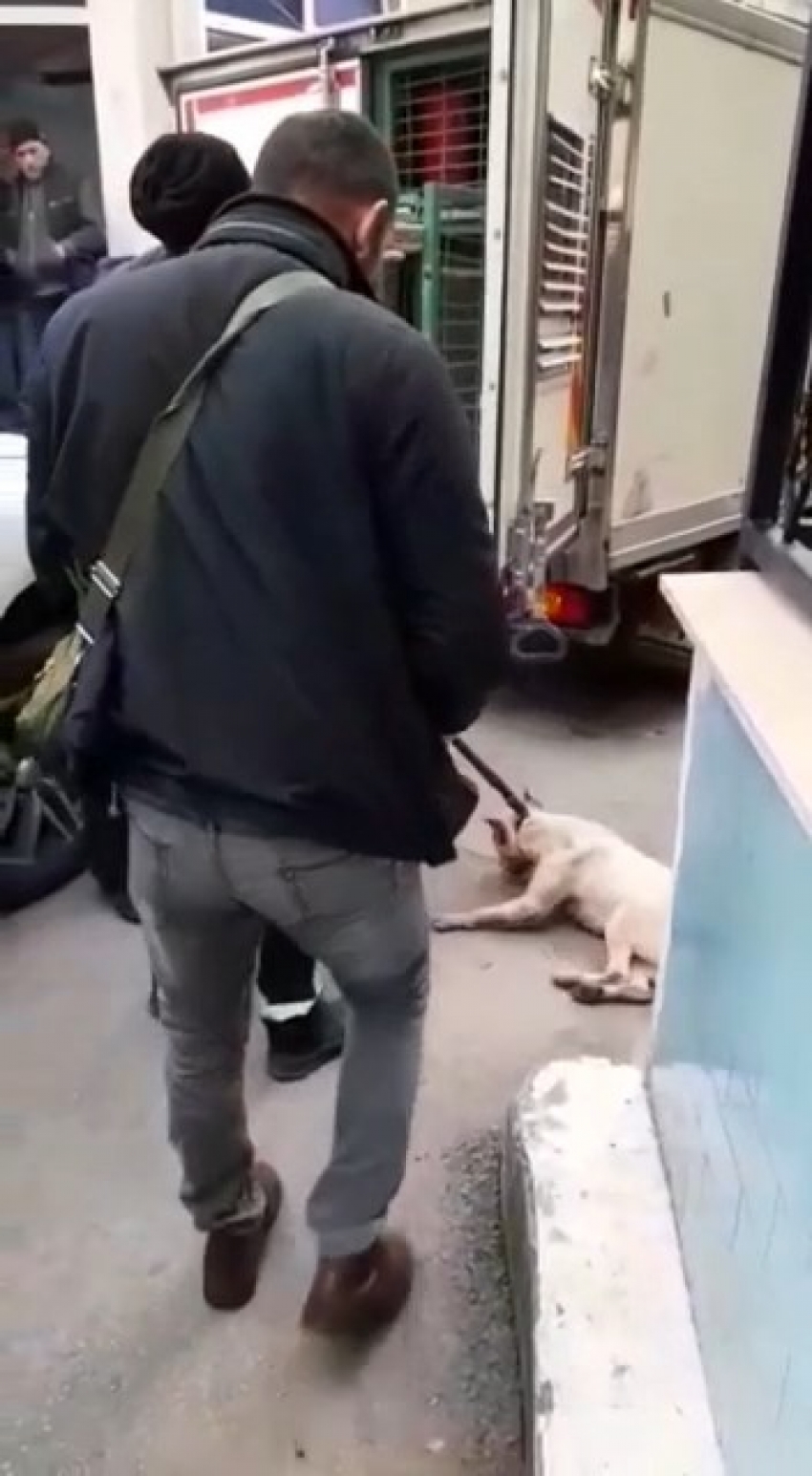 Bursa’da başıboş Pitbull köpeğine camide operasyon