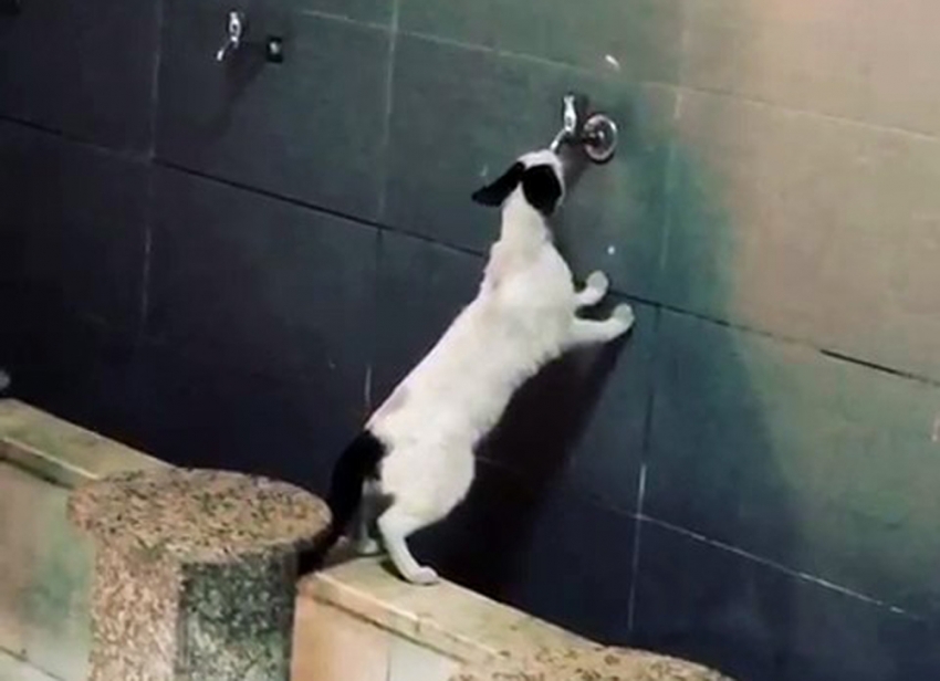 Sevimli kedi akmayan musluktan su içmeye çalıştı