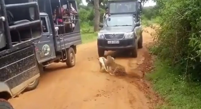 Leopar köpeğe böyle saldırdı