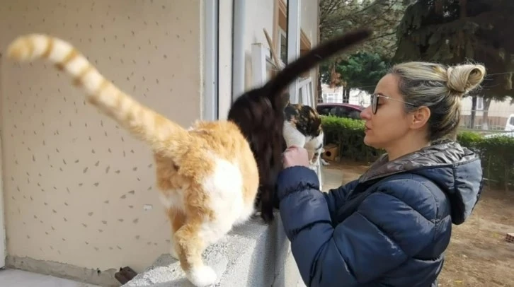 Bursa'da 4 kedinin vahşice öldürülmesine İnegöl Başsavcılığı'ndan soruşturma