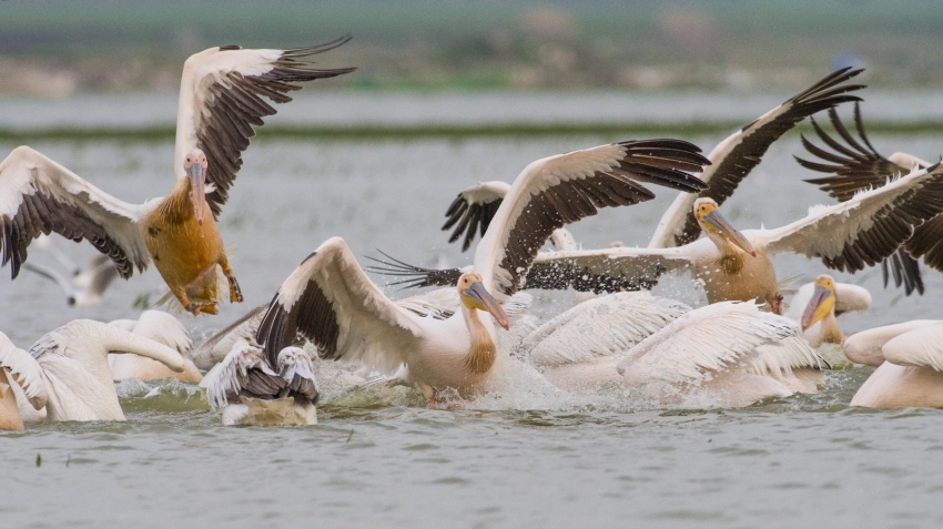 Ak pelikanların göçü bu yıl da görüntülendi