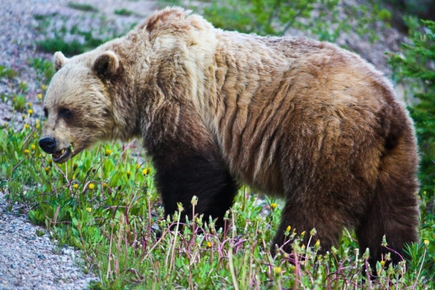 Ormanda ayı saldırısına maruz kalmamak için yapılması gerekenler