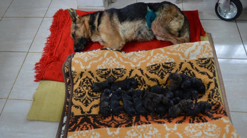 Türkiye'de bir köpek sezaryenle 16 yavru doğurdu