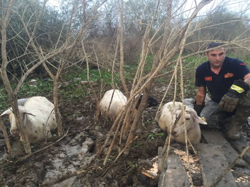 Bursa'da koyun sürüsü bataklığa saplandı