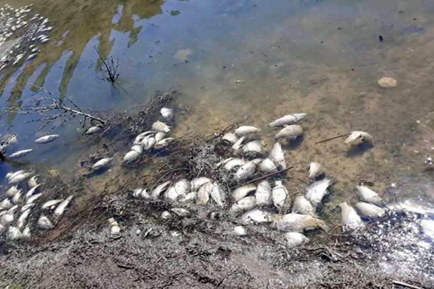 Girdev Gölü’nde binlerce balık telef oldu