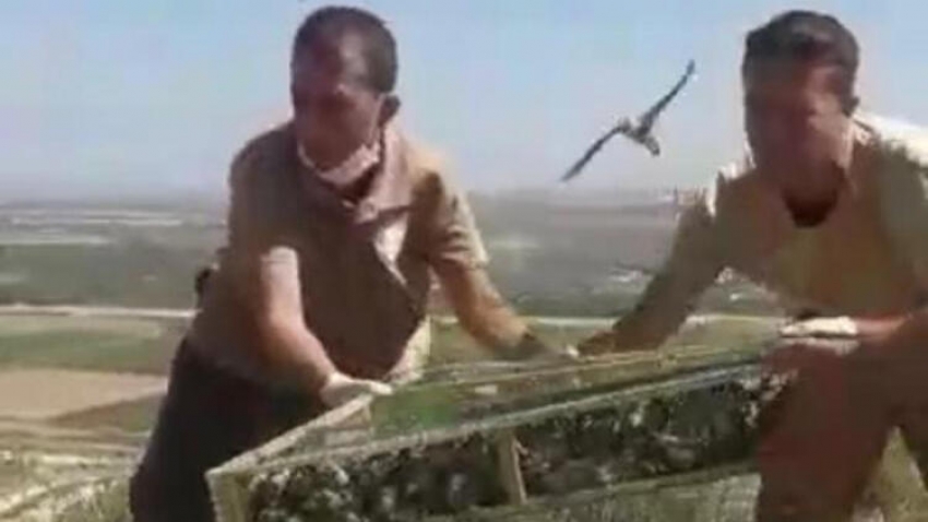 Saka kuşlarını Suriye'ye kaçırırken yakalanan kişiye rekor ceza