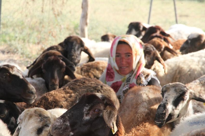 4 bin lira maaşla çoban aranıyor