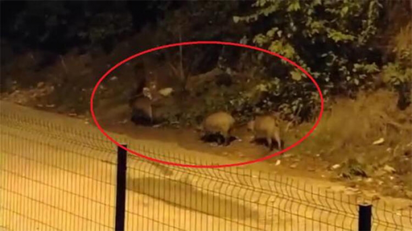 Mudanya'da aç kalan domuzlar kent merkezine indi