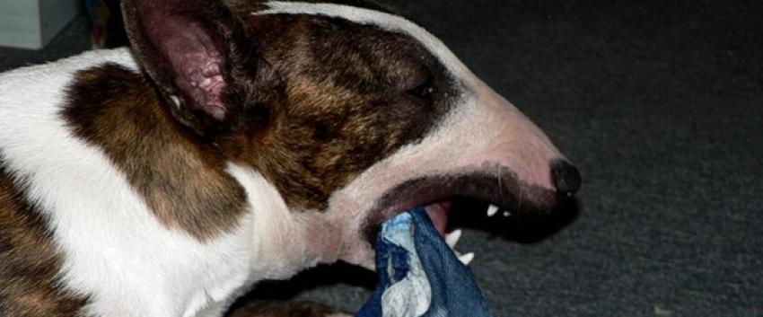 6 polis saldırgan köpeği ancak durdurabildi