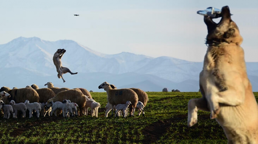 Sosyal medya koyunları koruyan kangal köpeğini konuşuyor