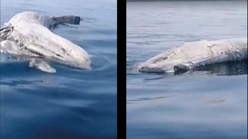 Türk karasularında ölü balina bulundu