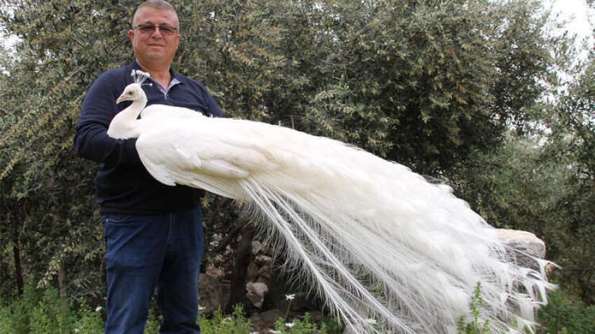 Tavus kuşlarının tanesini 5 bin liraya satıyor
