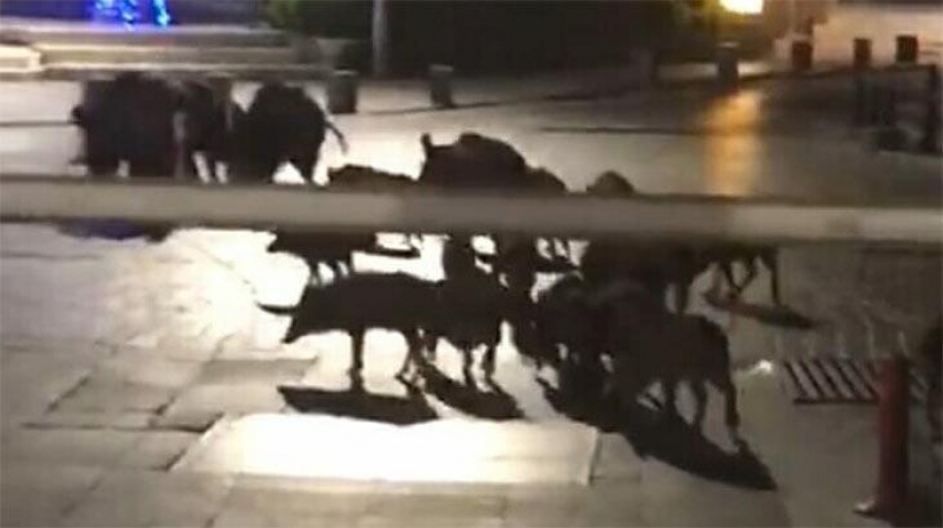 Bodrum ilçe merkezine domuz sürüsü indi