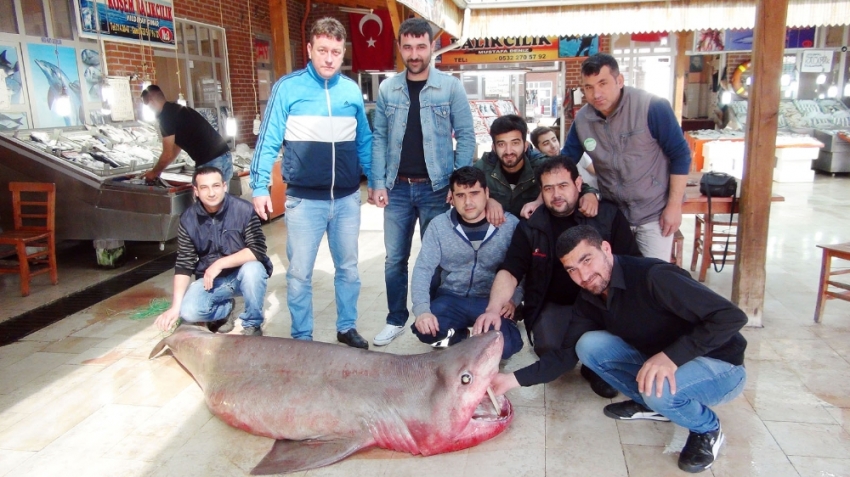 400 kiloluk köpek balığı yakalandı