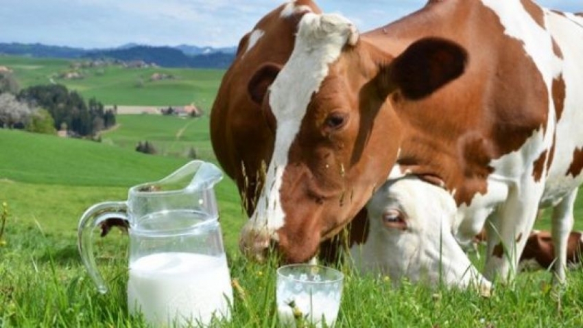 İnek sütü miktarı yüzde 1,5 azaldı