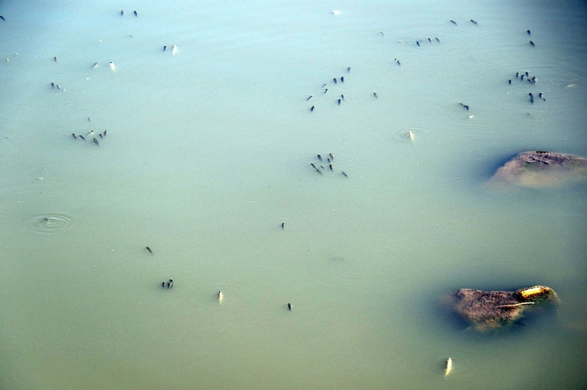 Sur’da korkutan balık ölümleri