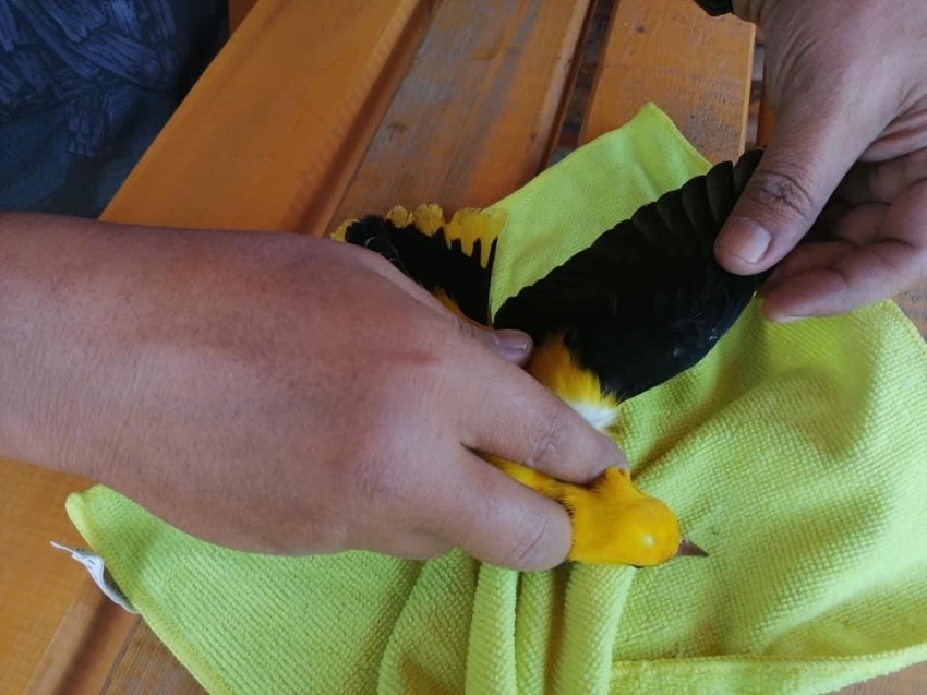 Sarı asma kuşu tedavi altına alındı