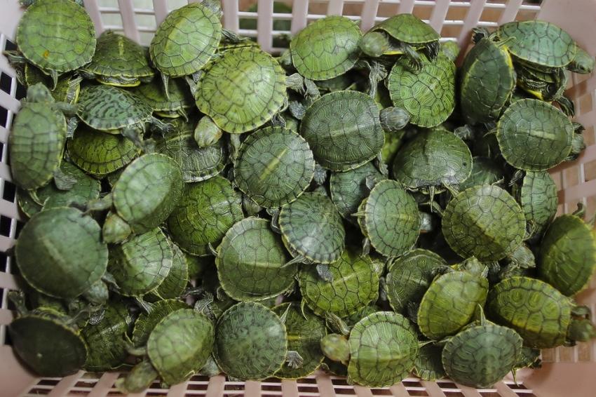 Malezya’da 5 binden fazla kaçak kaplumbağa ele geçirildi
