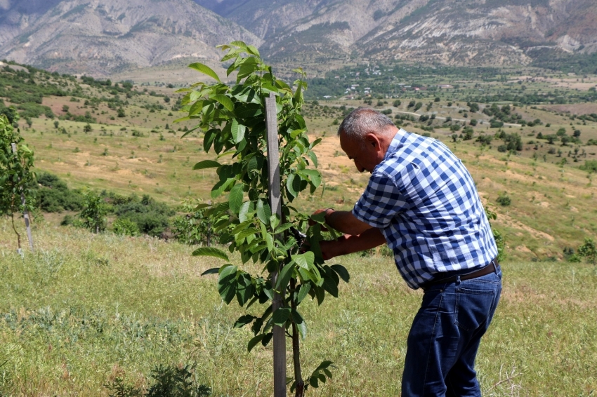 Köyüne dönerek bin 300 dönümlük araziye 28 bin ceviz ağacı dikti