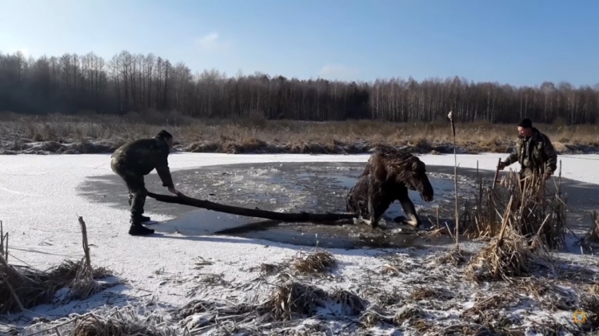 Donmuş gölde mahsur kalan geyik kurtarıldı