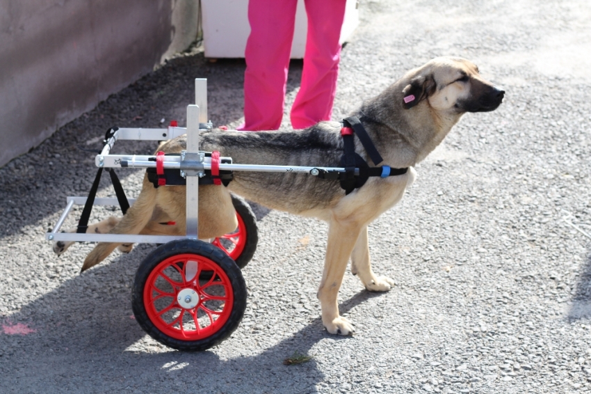 Engelli köpekler yürüteçle hayata tutundu