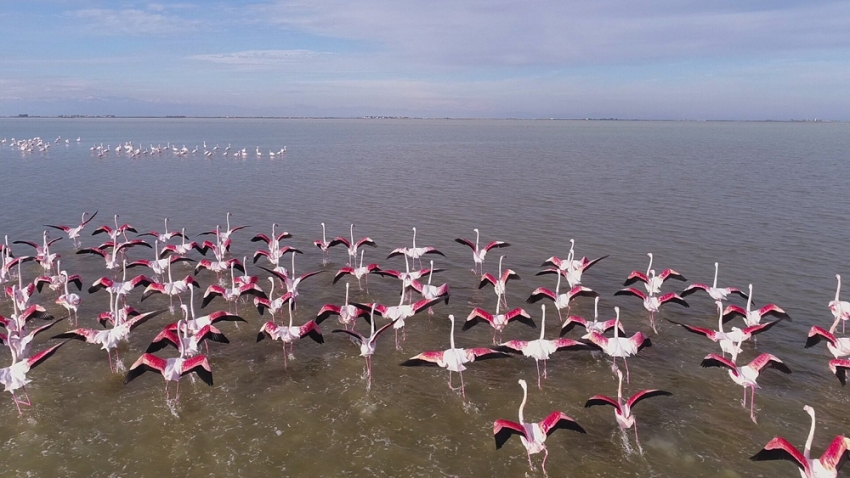Çukurova Deltası flamingolarla renklendiv