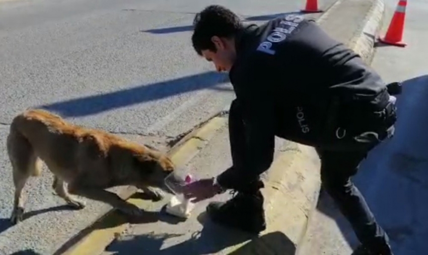 Kumanyasını sokak hayvanlarıyla paylaşan polis görenleri duygulandırdı