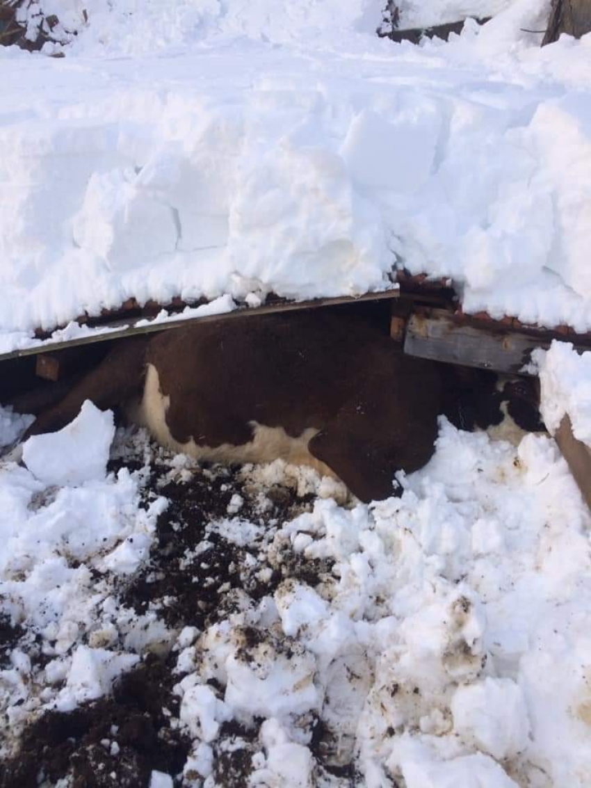 Yoğun kardan ahır çöktü, 7 hayvan telef oldu