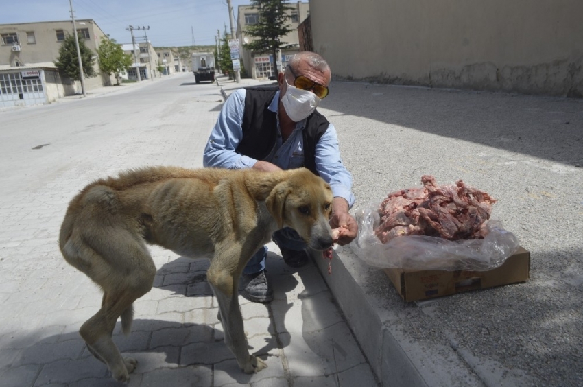 Açlıktan ölmek üzere olan hasta köpek barınağa teslim edildi