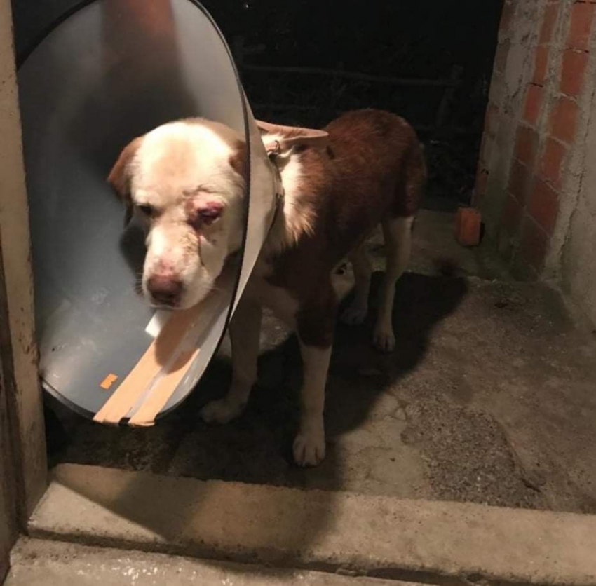 Kimliği belirsiz kişiler köpeği dövüp yaraladı