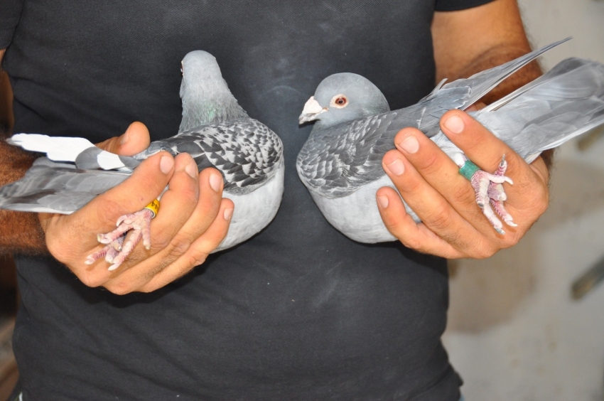 Bulgaristan’dan havalanan posta güvercinleri Kızıltepe’ye ulaştı