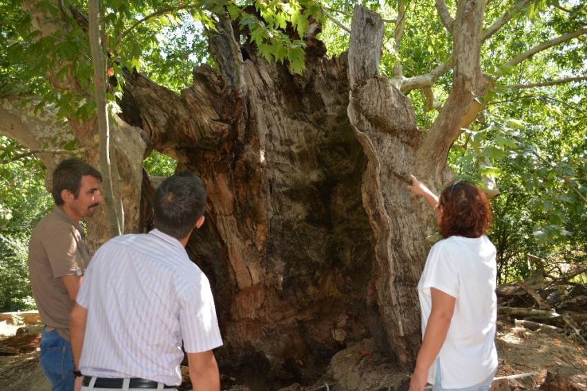 Bin 200 yıllık ağaç bakıma alındı