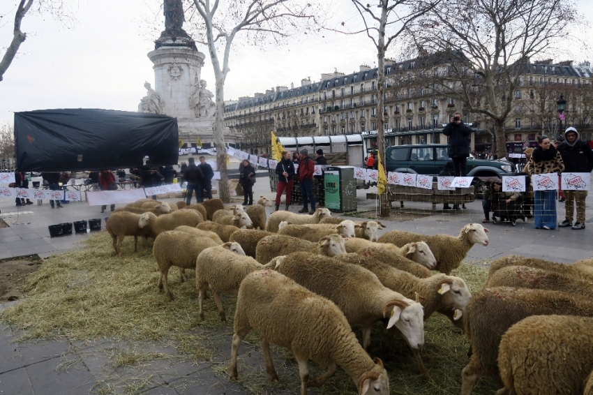 Paris’in göbeğinde koyunlu gösteri