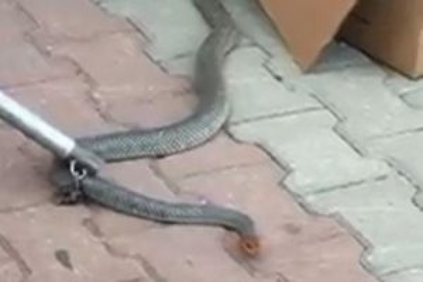 Bursa'da iki metrelik yılan fabrikada panik yarattı