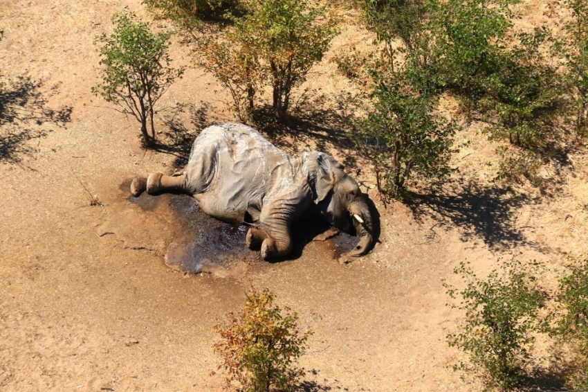 Gizemli fil ölümleri aydınlatılıyor