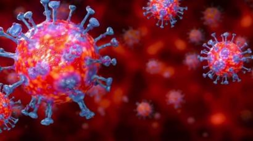 6 yeni koronavirüs keşfedildi!