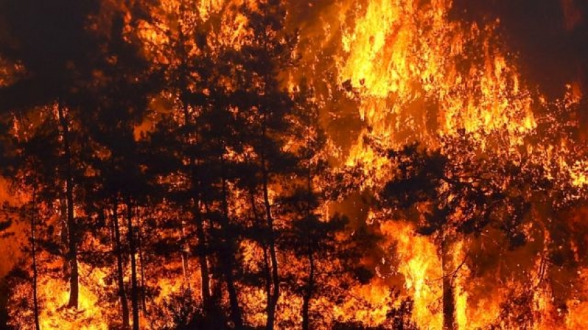 Bursa'da da orman yangını planlayan iki terörist yakalandı