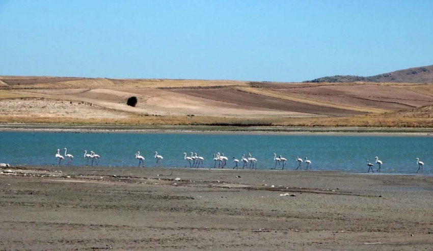 Gelingüllü Barajı flamingolarla renklendi