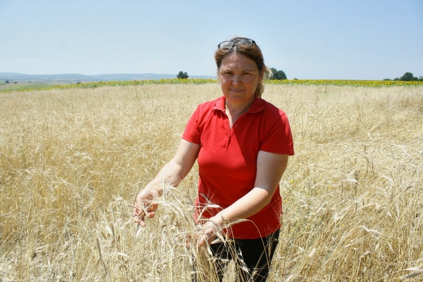 Bursa'da radyasyona dayanıklı buğday üretiyor