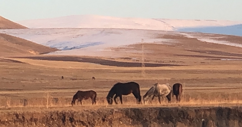 Yılkı atları doğal ortamlarında görüntülendi