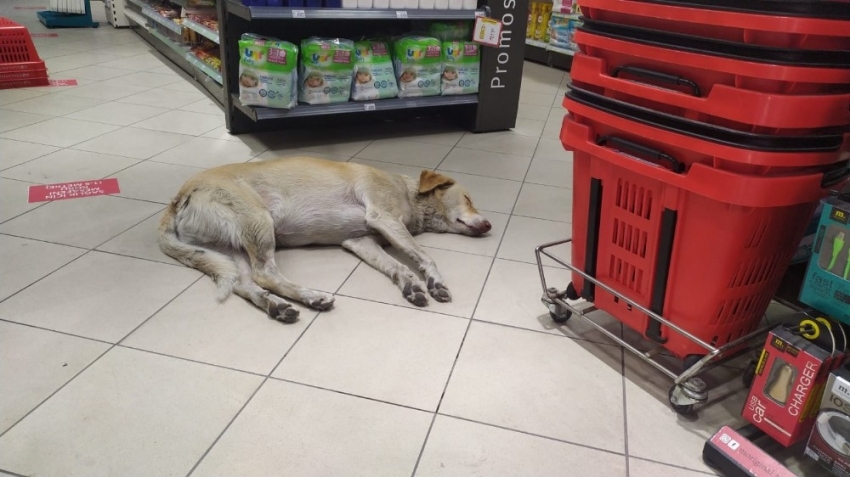 Sıcaktan bunalan köpek soluğu markette aldı
