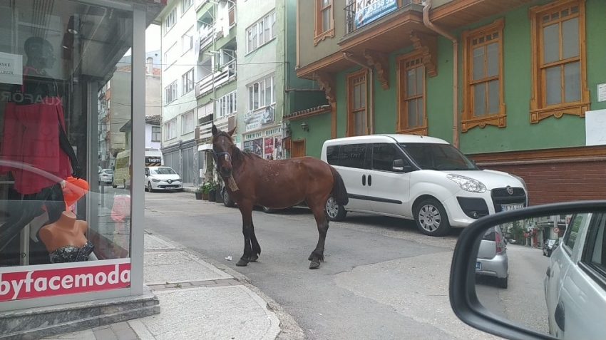 Başı boş at Bursa caddelerini turladı