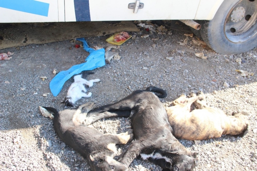 Bornova’da 9 köpek ve 2 kedi yavrusu zehirlenerek öldürüldü