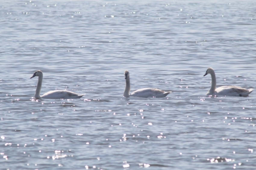 Flamingoların ardından kuğular da İzmit Körfezi’nde