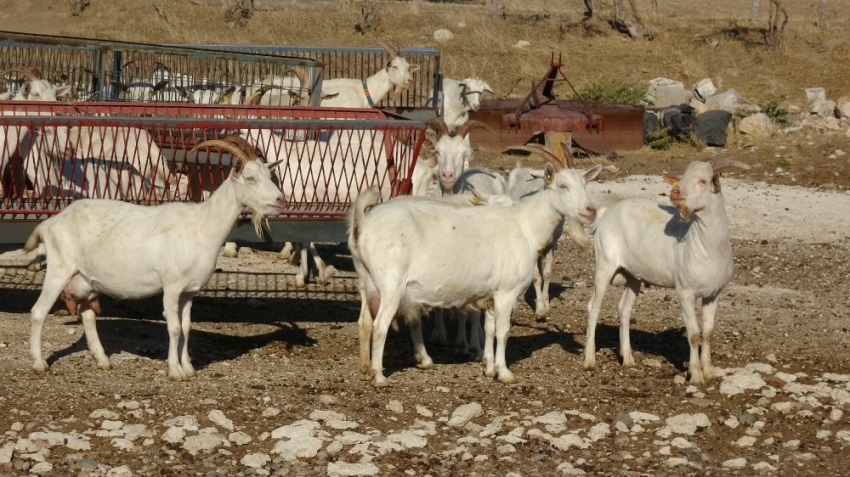 Saanen keçileri hem ormanı kurtardı hem de köylülerin gelirini arttırdı