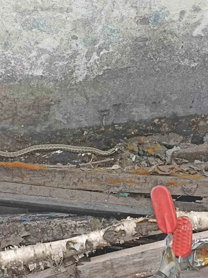 Ağrı’da bir eve girmeye çalışan yılan yakalandı
