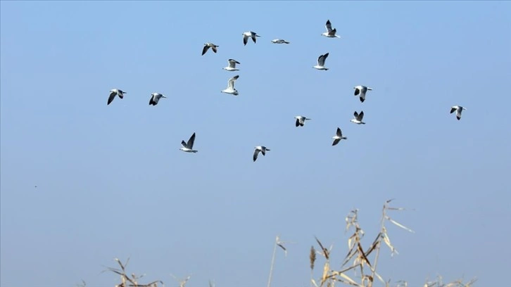 Ağrı Dağı Karasu Sulak Alanı'nda kışın 38 kuş türünün yaşadığı belirlendi